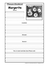 Pflanzensteckbrief-Margerite-SW.pdf